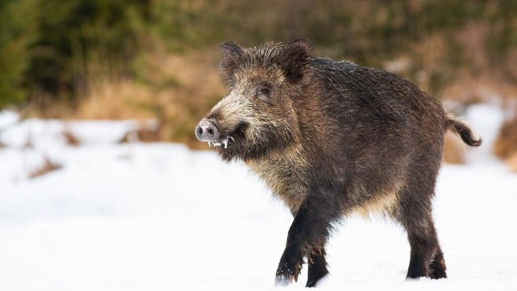 Wild Boar
