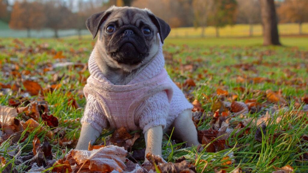 Pug