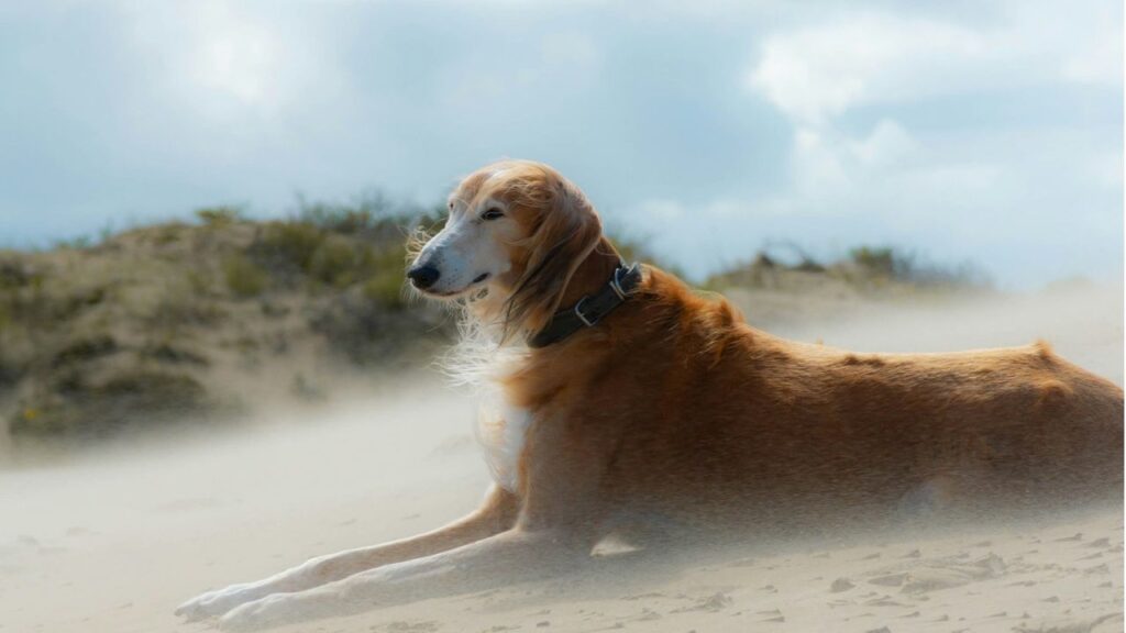 greyhound