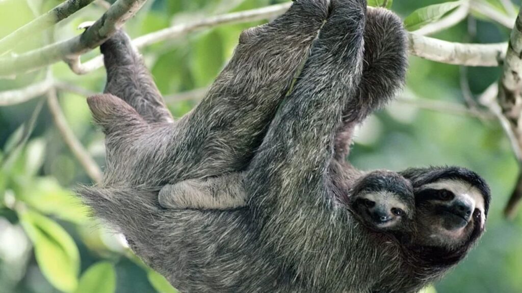 Pygmy Three-Toed Sloth