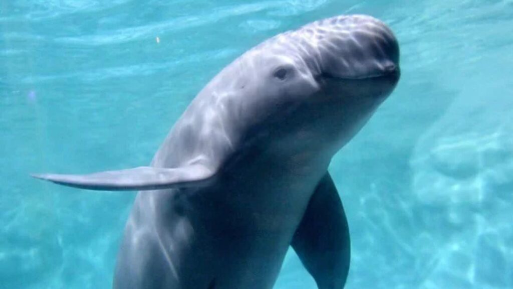 Yangtze Finless Porpoise