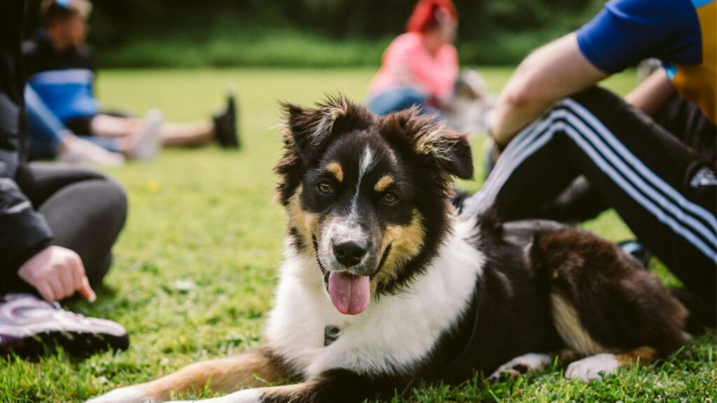 Australian Shepherds