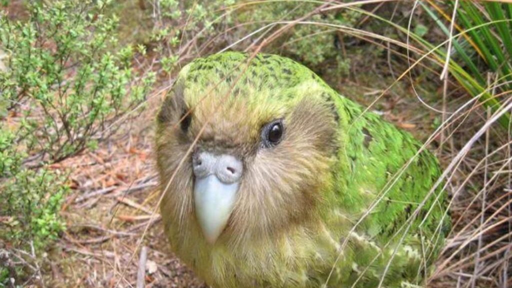 Kakapo Parrot