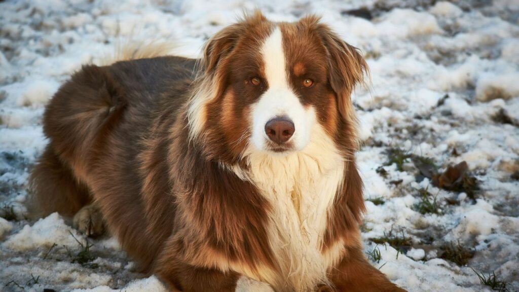 Australian Shepherd