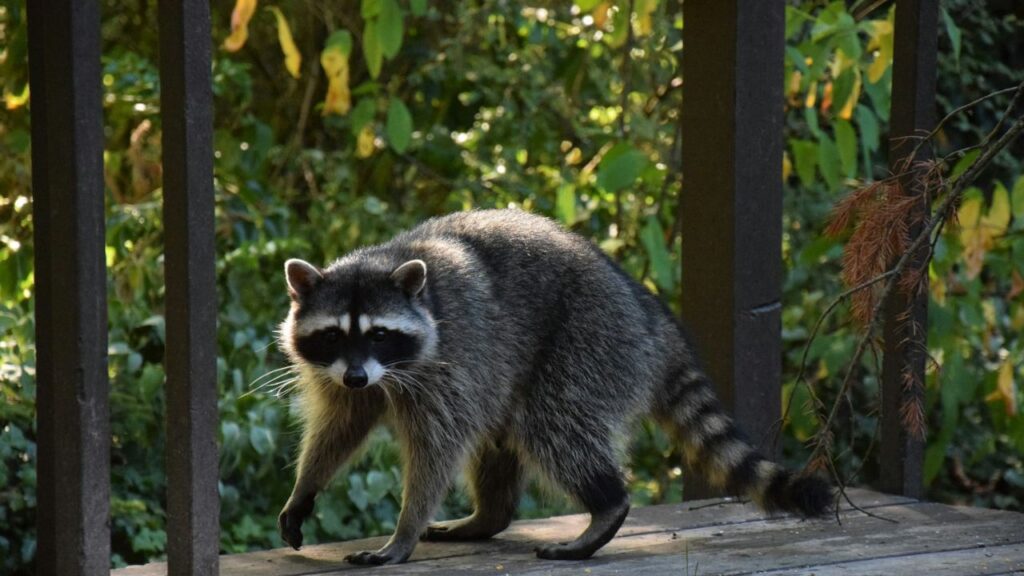 Raccoon 
