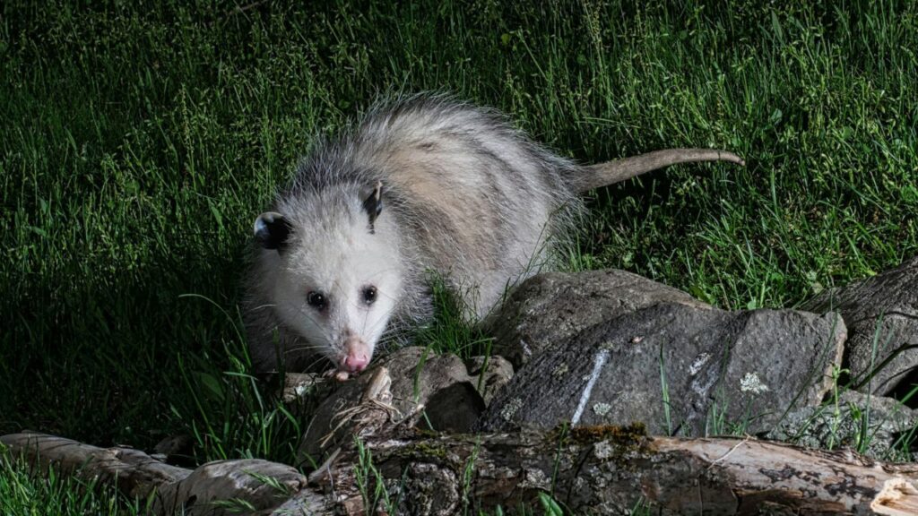 Opossum