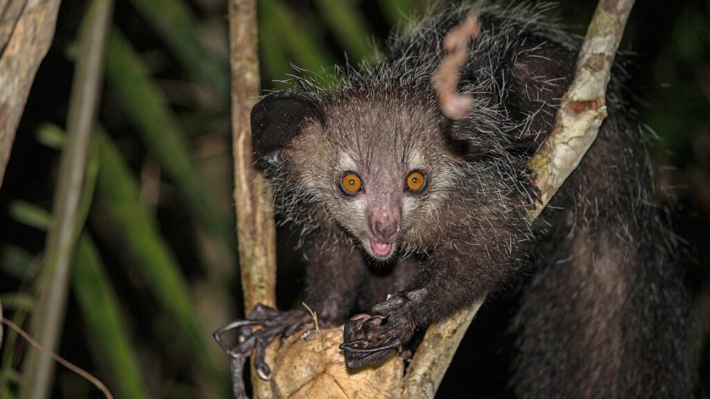 Aye-Aye
