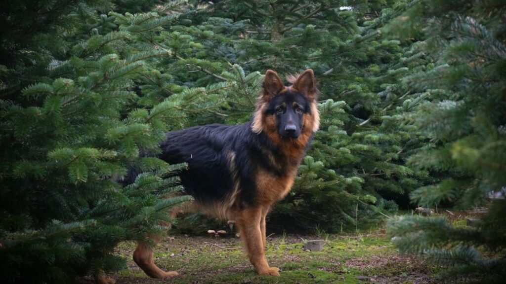 German Shepherd