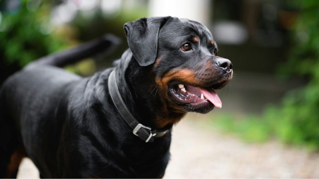 Rottweiler