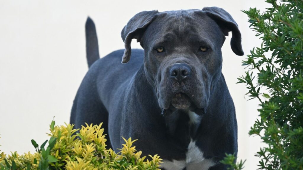 Cane Corso