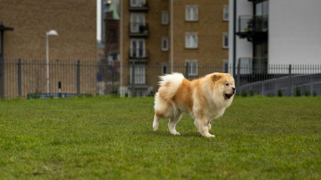Chow Chow