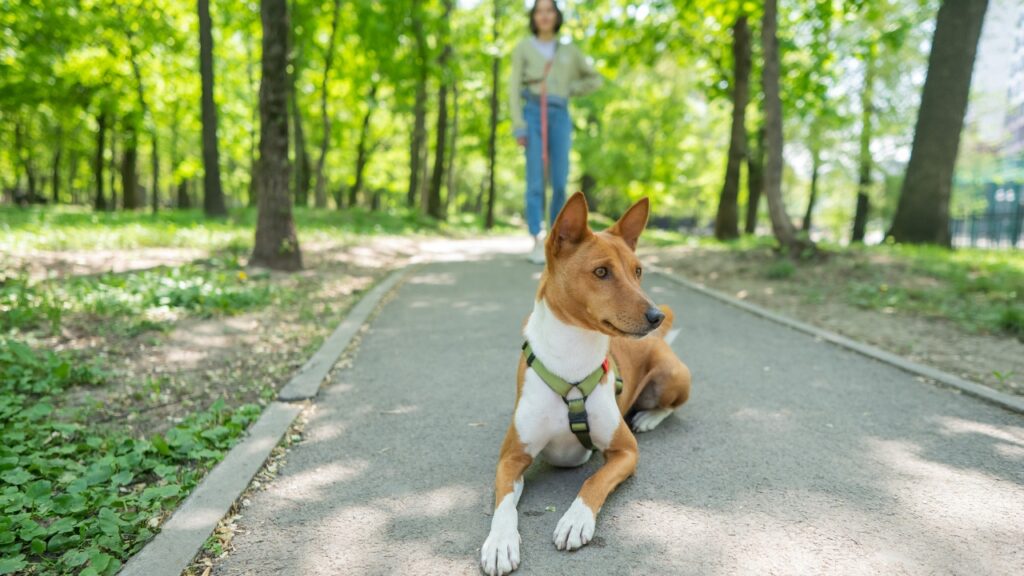 Basenji