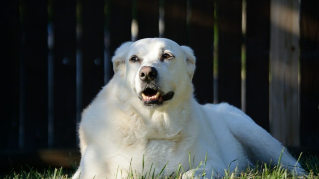 Great Pyrenees