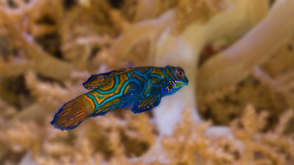 mandarinfish