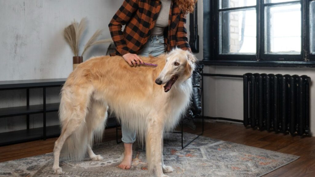 Afghan Hound