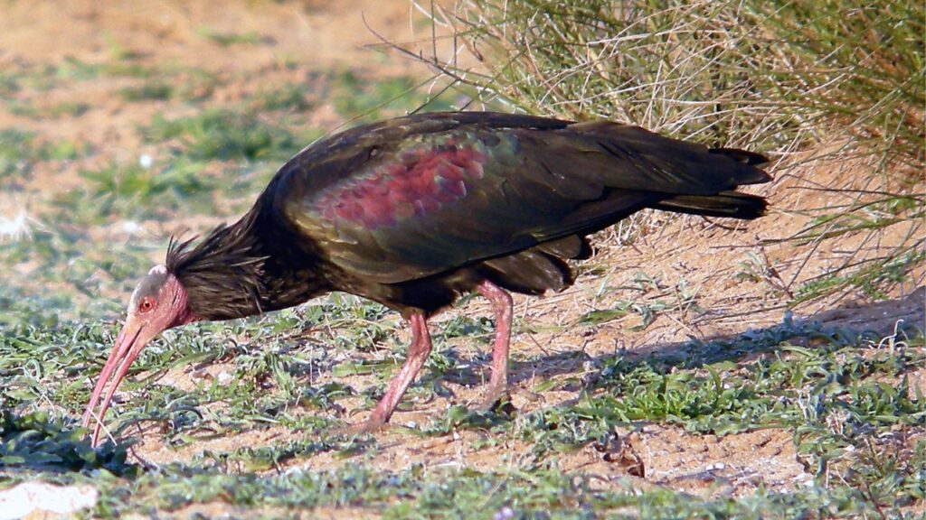Northern Bald Ibis