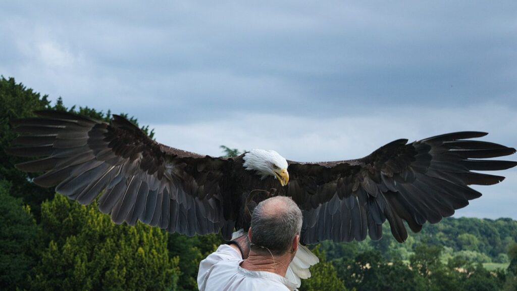 Bald Eagle