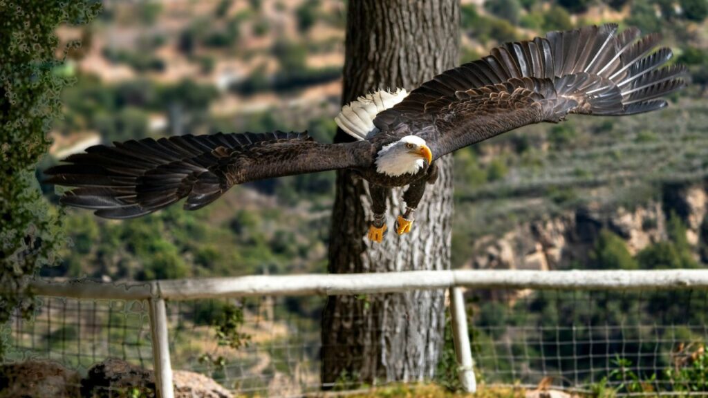 Bald Eagle