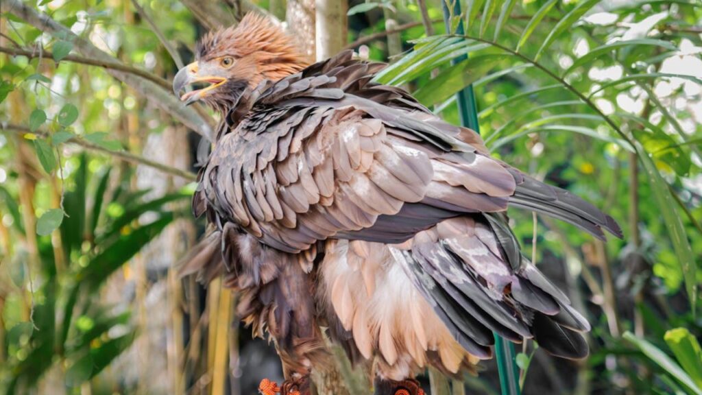 Philippine Eagle