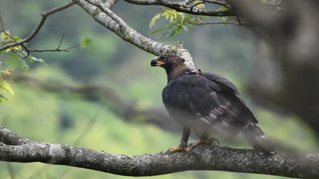 Crowned Eagle