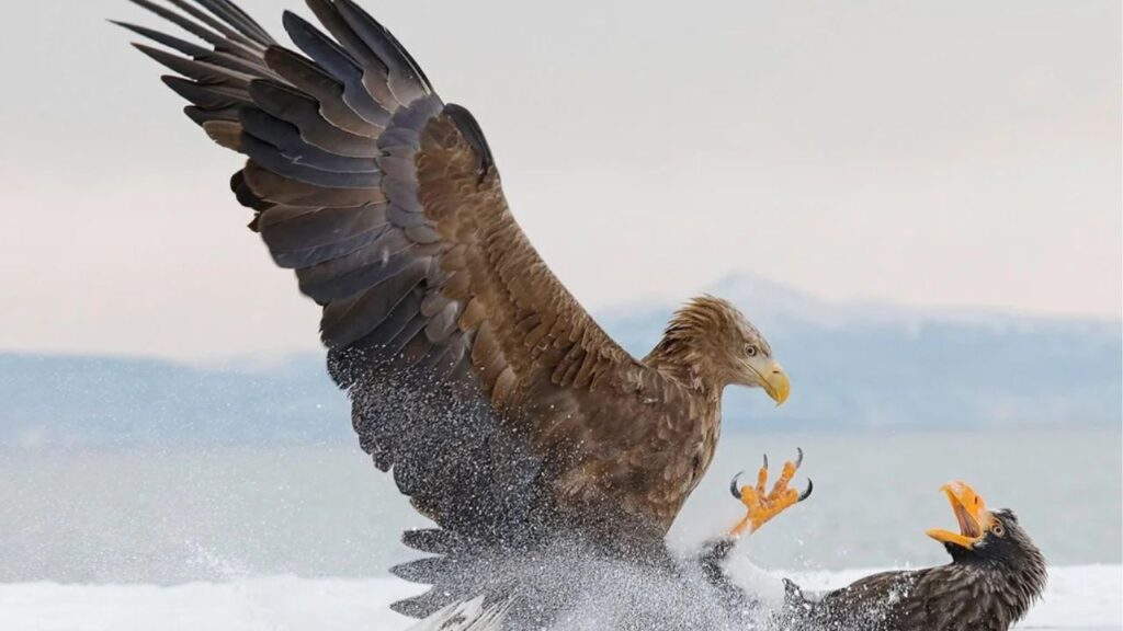 White-tailed Eagle