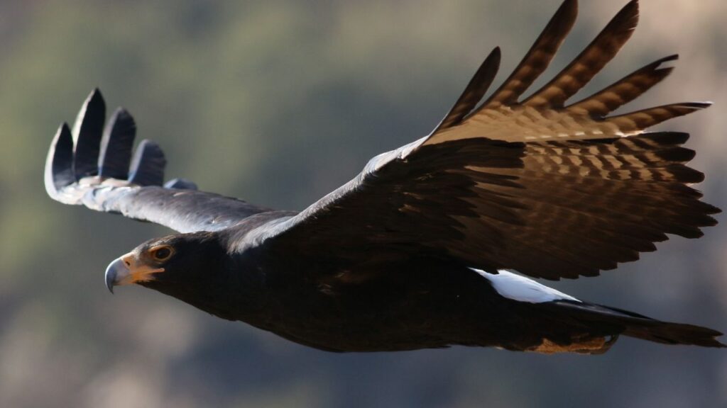 Verreaux's Eagle