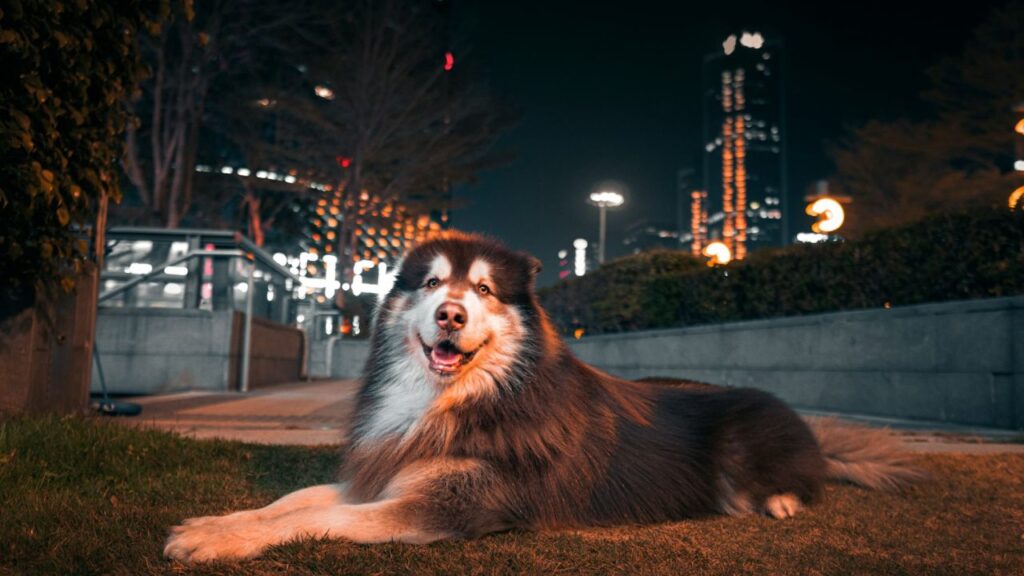 Alaskan Malamute