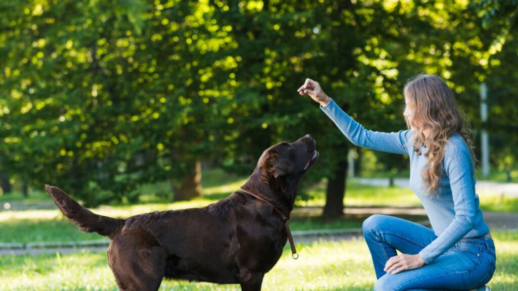 Dog training with owner