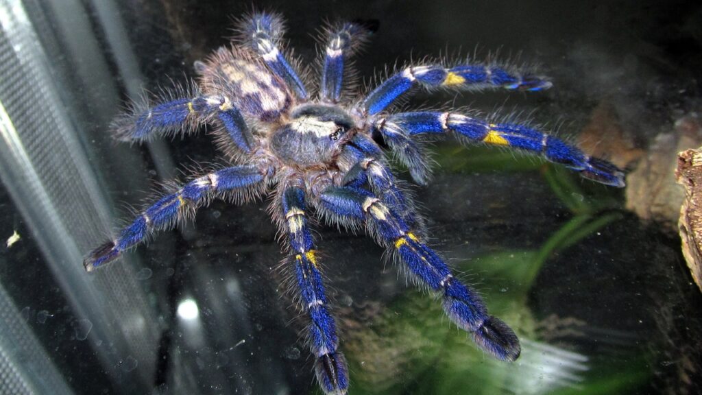Gooty Sapphire Ornamental Tarantula