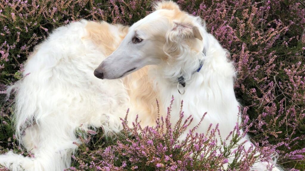 Borzoi