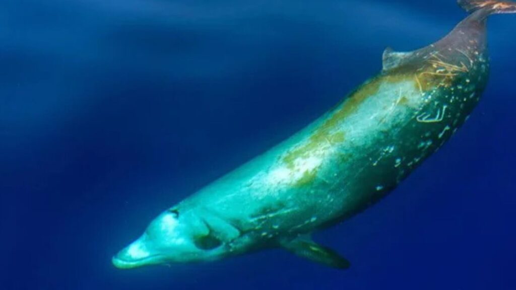 Cuvier's Beaked Whale