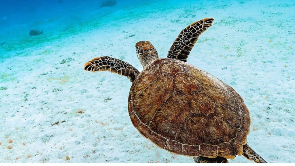Green Sea Turtle