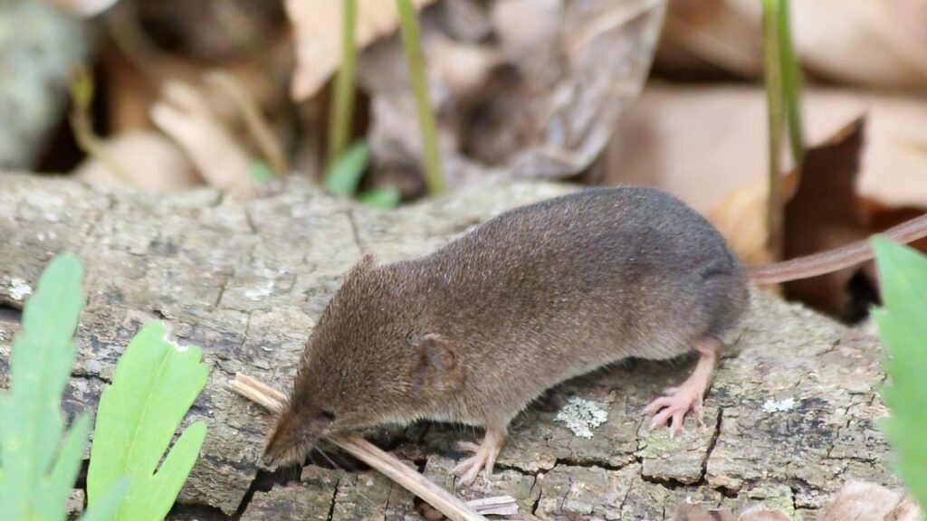 Pribilof Island Shrew
