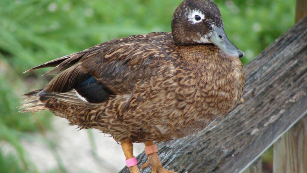 Laysan Teal Duck