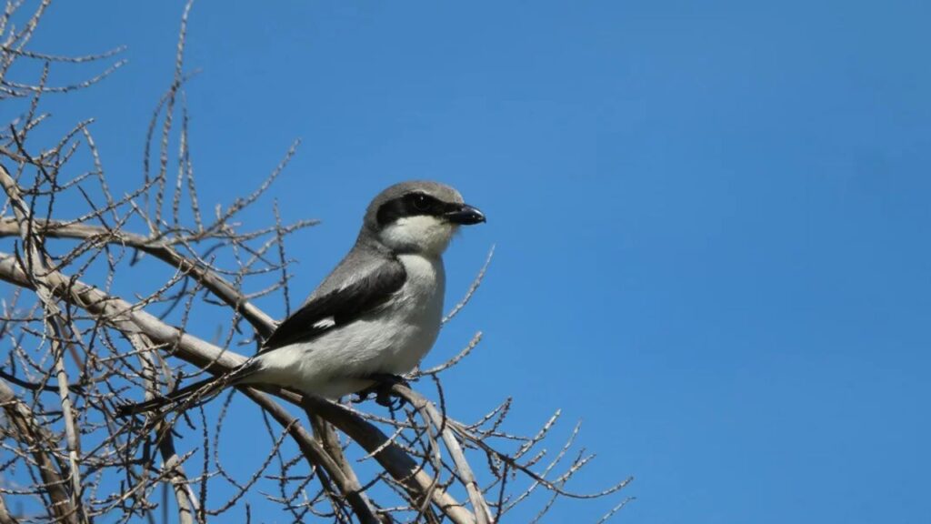 San Clemente Loggerhead Shrike