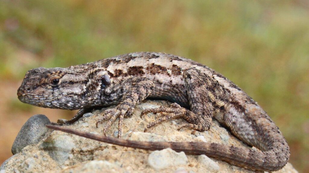 San Clemente Island Blue-bellied Lizard