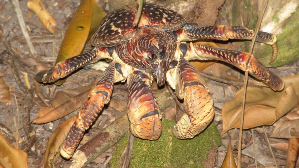 Coconut Crab