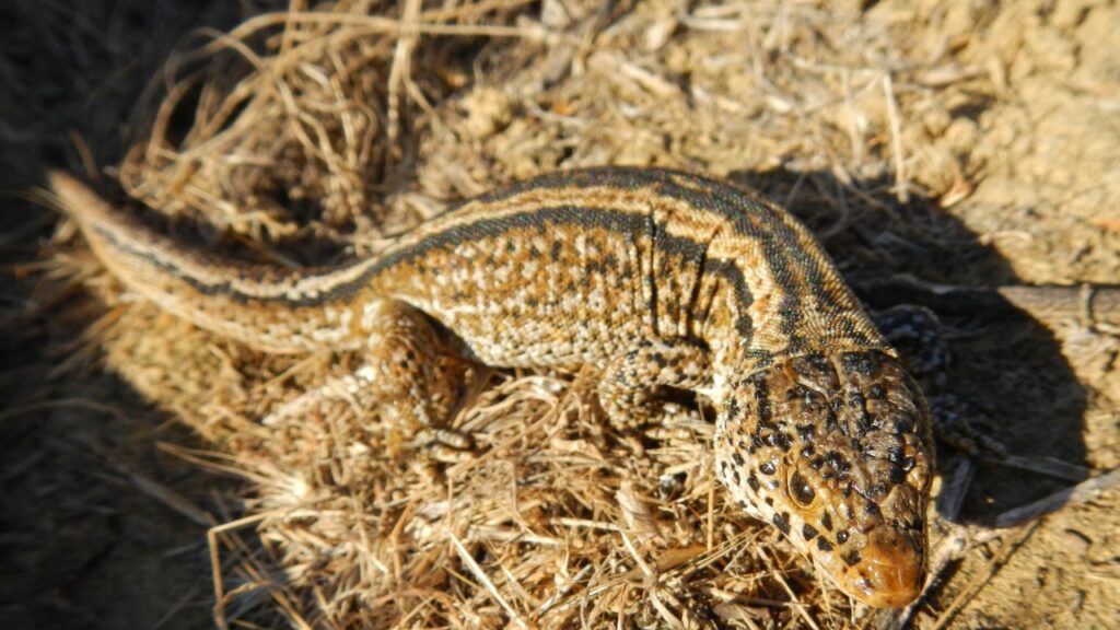 San Nicolas Island Night Lizard