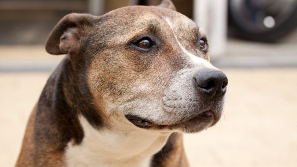 Dog close up