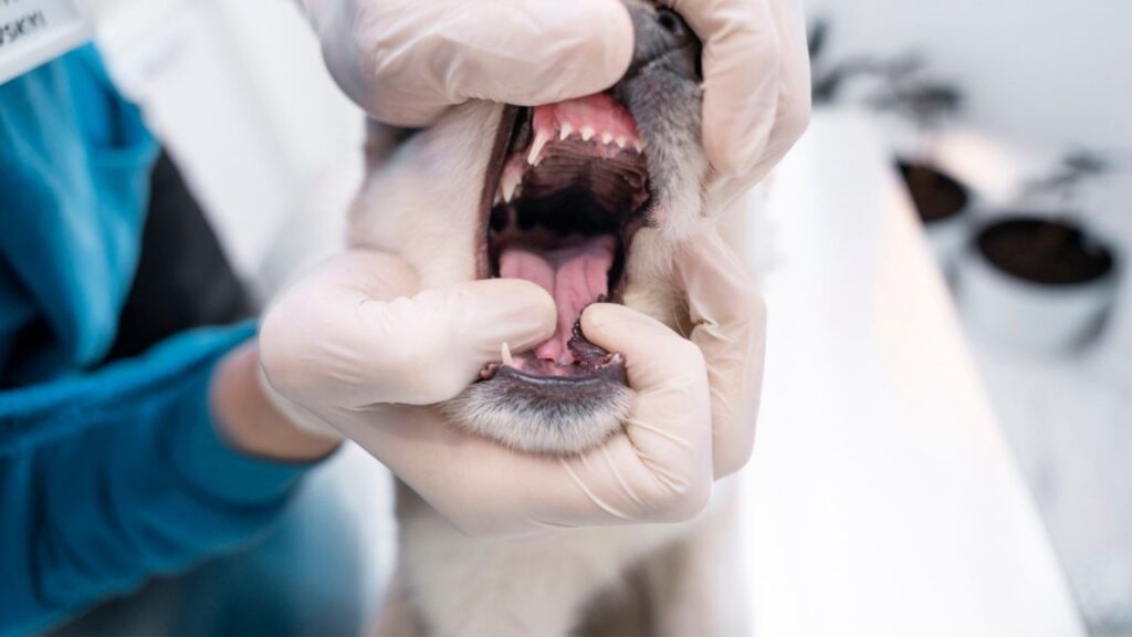 Dental check up