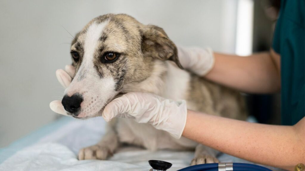 Sick dog at vet
