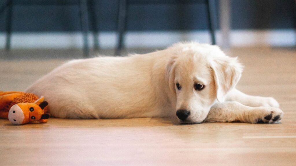 Sick dog