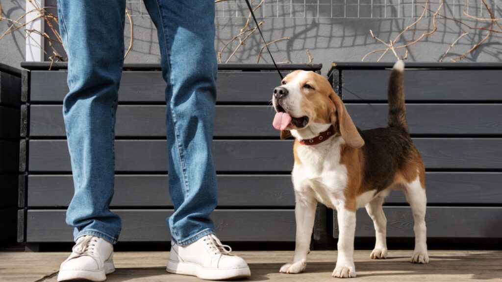 Dog increased curiosity