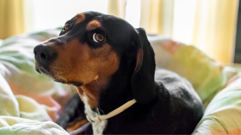 Dog close up