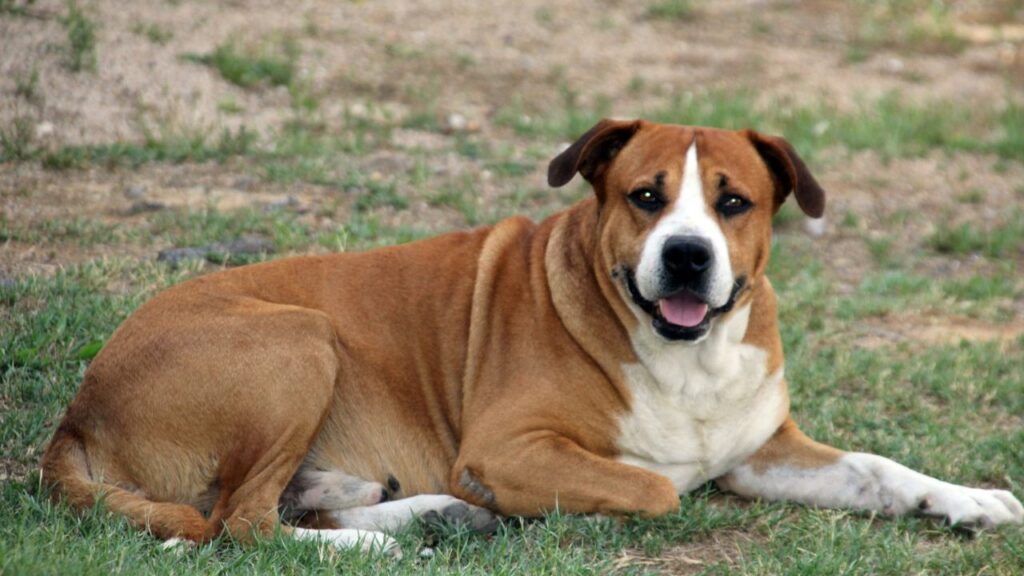Fat Dog