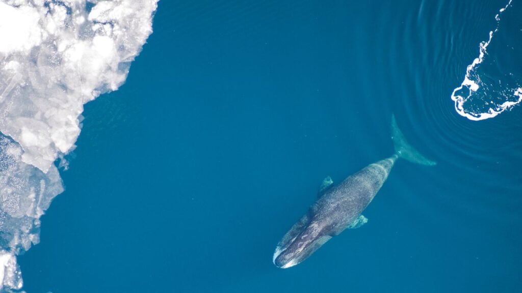 Bowhead Whale