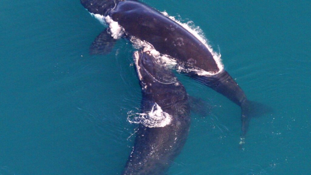 North Atlantic Right Whale