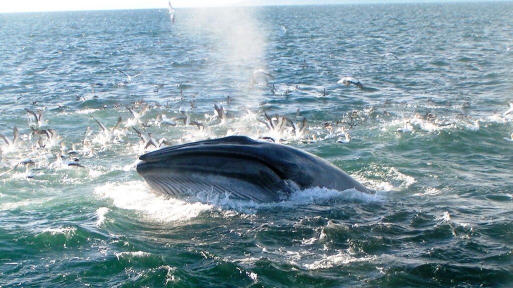 Bryde's Whale