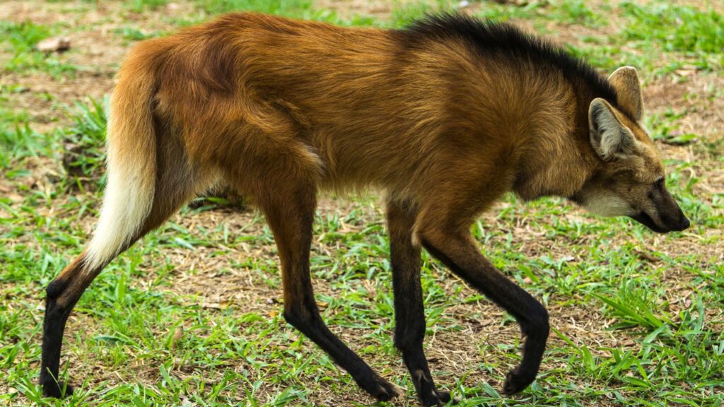 Maned Wolf