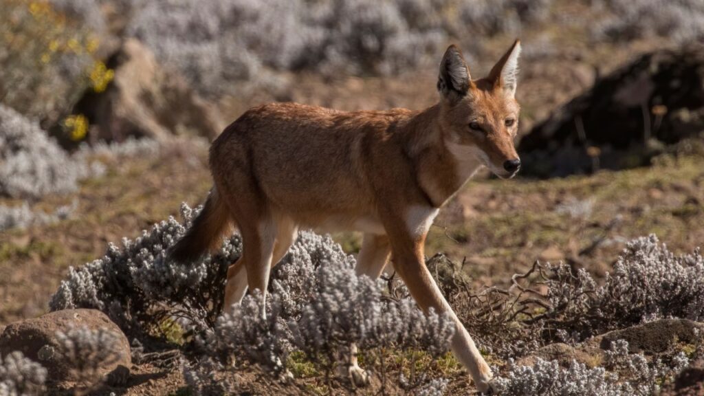 Ethiopian Wolf